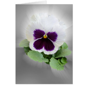 Pansy lila white