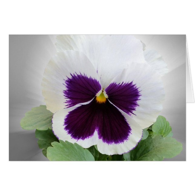 Pansy lila white (Vorderseite (Horizontal))