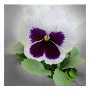 Pansy lila white poster