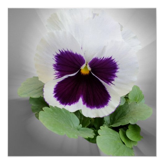 Pansy lila white poster (Vorderseite)