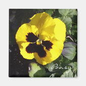 Pansy Magnet (Vorne)
