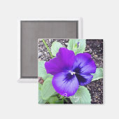 Pansy Magnet (Vorderseite/Rückseite)