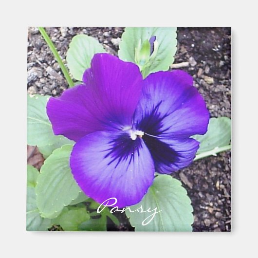 Pansy Magnet (Vorne)