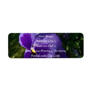Pansy mit Wasser-Tröpfchen