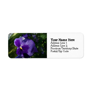 Pansy mit Wasser-Tröpfchen