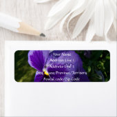 Pansy mit Wassertropfen (Insitu)