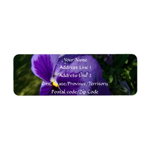 Pansy mit Wassertropfen (Vorne)