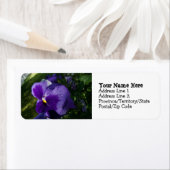 Pansy mit Wassertropfen (Insitu)