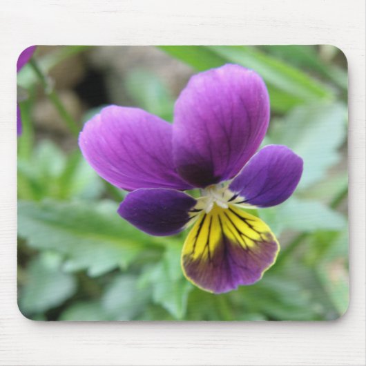 Pansy Mousepad (Vorne)
