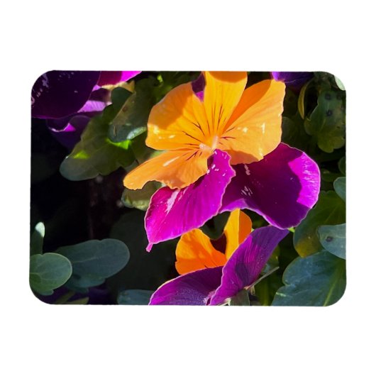 Pansy Orange und Lila Magnet (Horizontal)