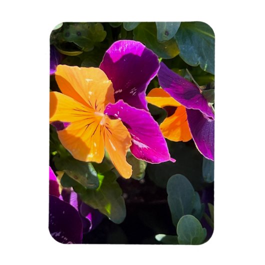 Pansy Orange und Lila Magnet (Vertikal)
