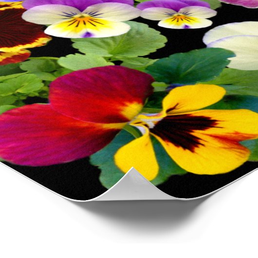 PANSY PATCHWORK ~ DRUCK/POSTER POSTER (Ecke)