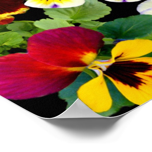 PANSY PATCHWORK ~ DRUCK/POSTER POSTER (Ecke)