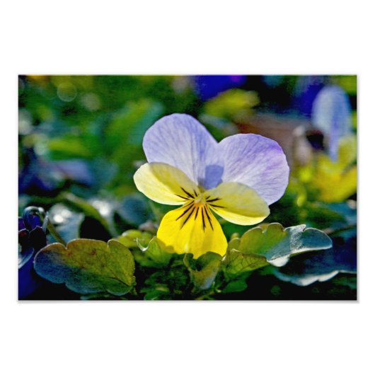 Pansy Perfection Fotodruck (Vorne)