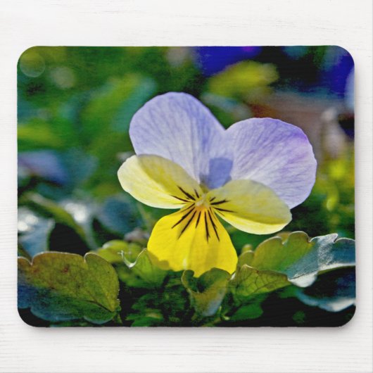 Pansy Perfection Mousepad (Vorne)