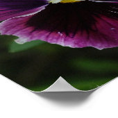 Pansy Picture Foto Poster (Ecke)