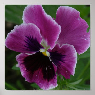 Pansy Picture Foto Poster
