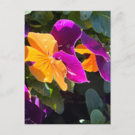 Pansy Postcard Orange und Lila Postkarte