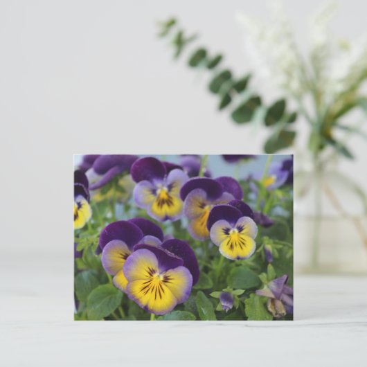 Pansy Postcard Postkarte (Stehend Vorderseite)