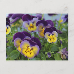Pansy Postcard Postkarte