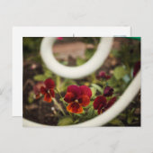 Pansy Postcard Postkarte (Vorne/Hinten)