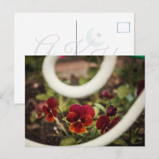 Pansy Postcard Postkarte (Vorne/Hinten)