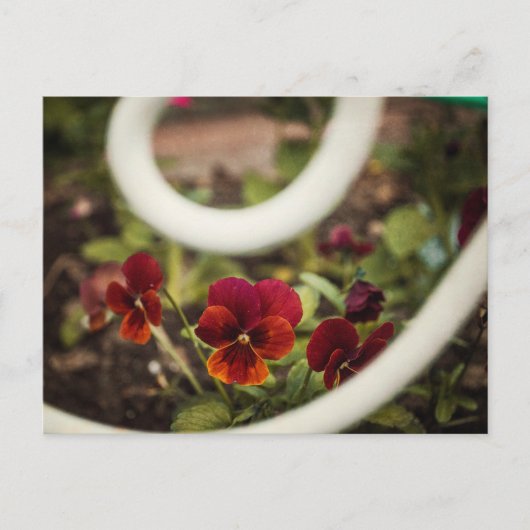 Pansy Postcard Postkarte (Vorderseite)