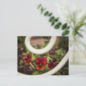 Pansy Postcard Postkarte (Stehend Vorderseite)