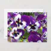 Pansy Postcard Postkarte (Vorne/Hinten)