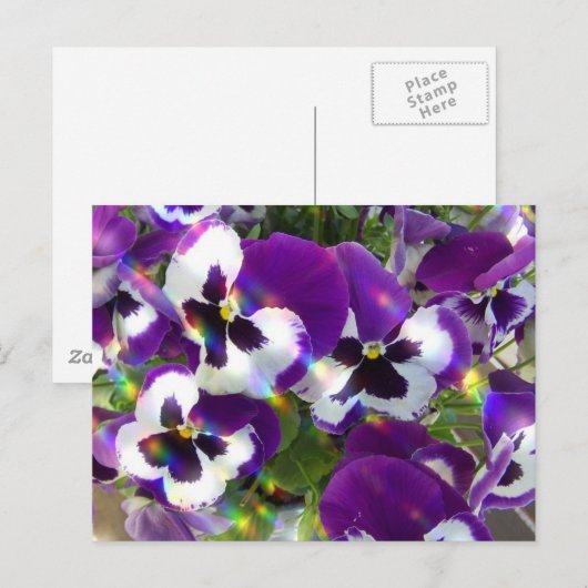Pansy Postcard Postkarte (Vorne/Hinten)