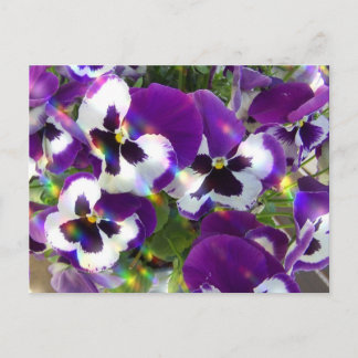Pansy Postcard Postkarte