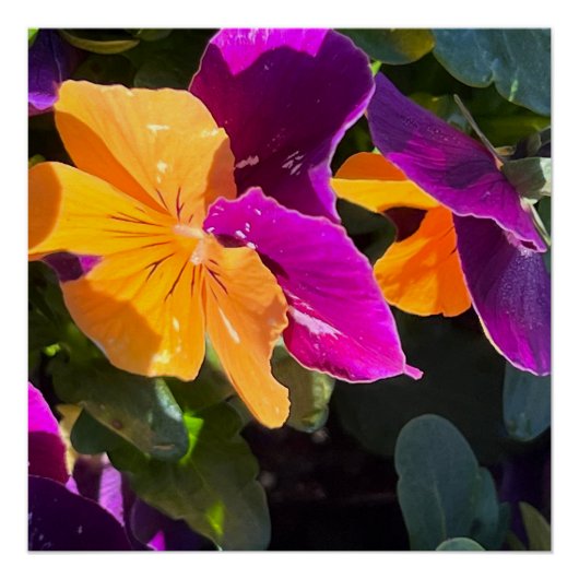 Pansy Poster (Vorderseite)