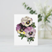 Pansy Postkarte (Stehend Vorderseite)