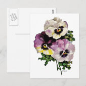 Pansy Postkarte (Vorne/Hinten)