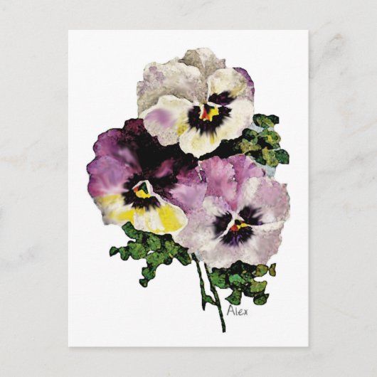 Pansy Postkarte (Vorderseite)