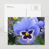 Pansy Postkarte (Vorne/Hinten)