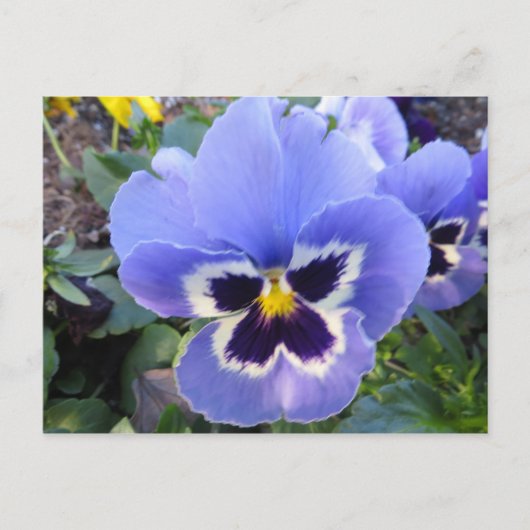 Pansy Postkarte (Vorderseite)