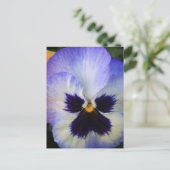 Pansy Postkarte (Stehend Vorderseite)