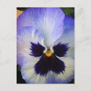 Pansy Postkarte