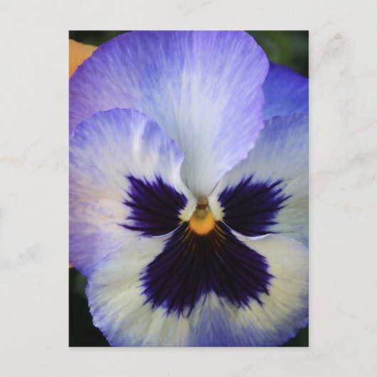Pansy Postkarte (Vorderseite)