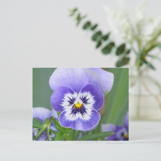 Pansy Postkarte (Stehend Vorderseite)