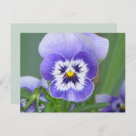 Pansy Postkarte