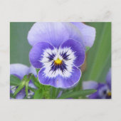 Pansy Postkarte (Vorderseite)
