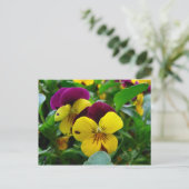 Pansy Postkarte (Stehend Vorderseite)