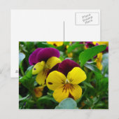 Pansy Postkarte (Vorne/Hinten)