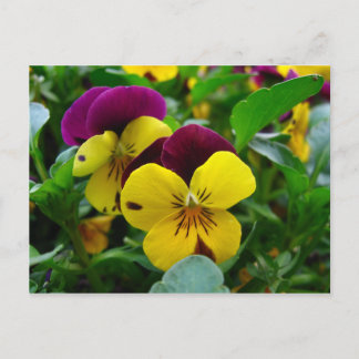 Pansy Postkarte
