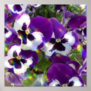 Pansy Print Poster