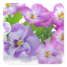 pansy