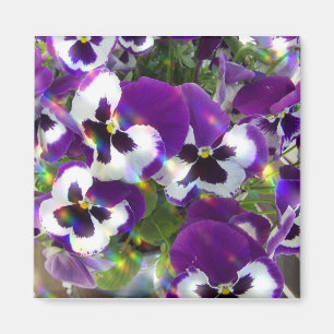 Pansy-quadratischer Magnet