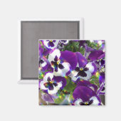 Pansy Square Magnet (Vorderseite/Rückseite)